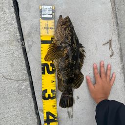 ベッコウゾイ