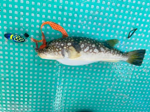 シロサバフグの釣果