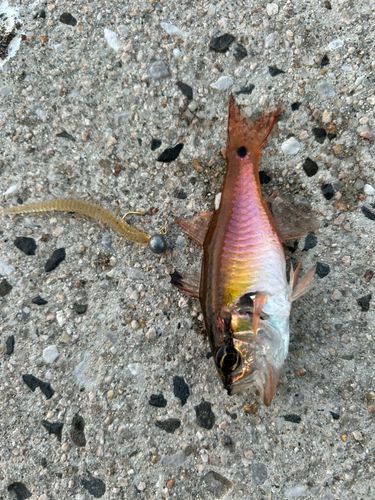 ネンブツダイの釣果