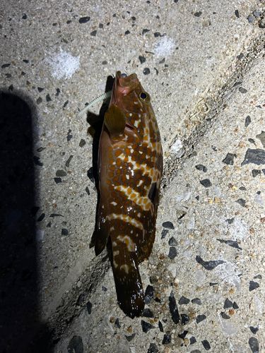 キジハタの釣果