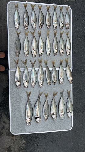 アジの釣果