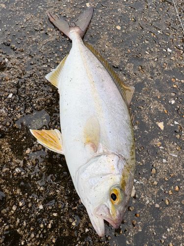 ショッコの釣果