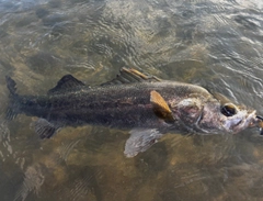 シーバスの釣果