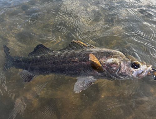 シーバスの釣果