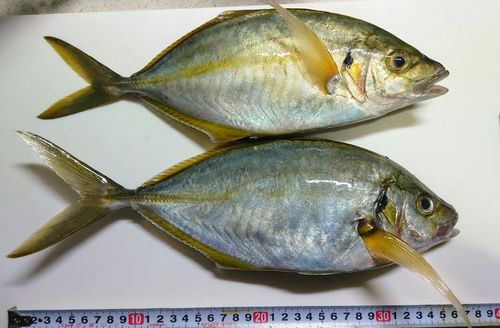 シマアジの釣果