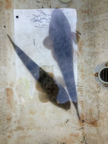 マゴチの釣果
