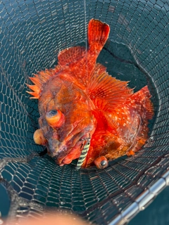ウッカリカサゴの釣果