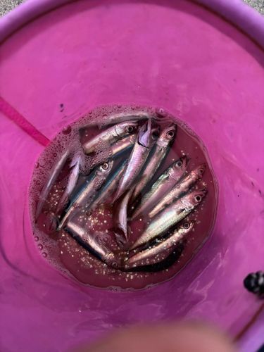 ウルメイワシの釣果