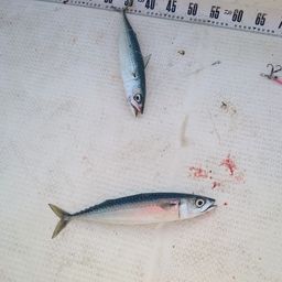サバ