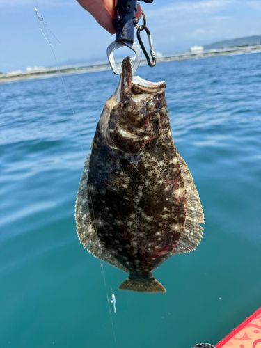 ソゲの釣果