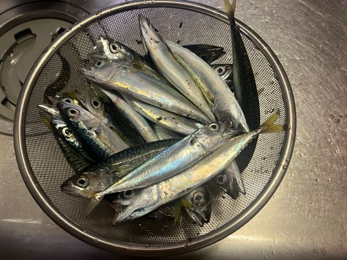 サバの釣果