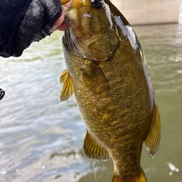 スモールマウスバス