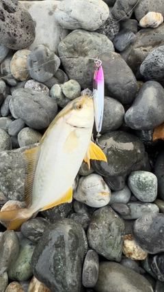 ショゴの釣果