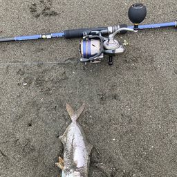 ショゴ