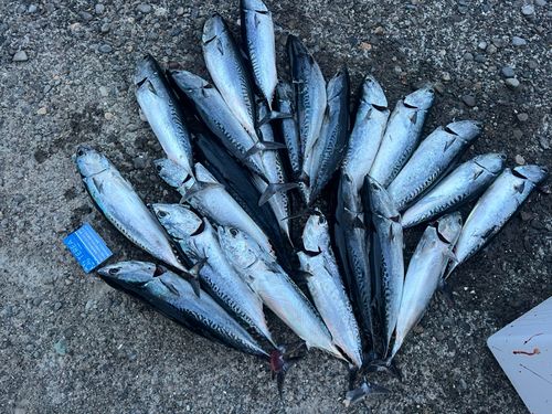 ソウダガツオの釣果