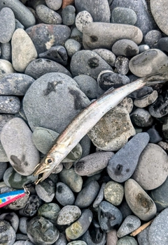 カマスの釣果