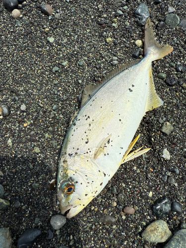 ショゴの釣果