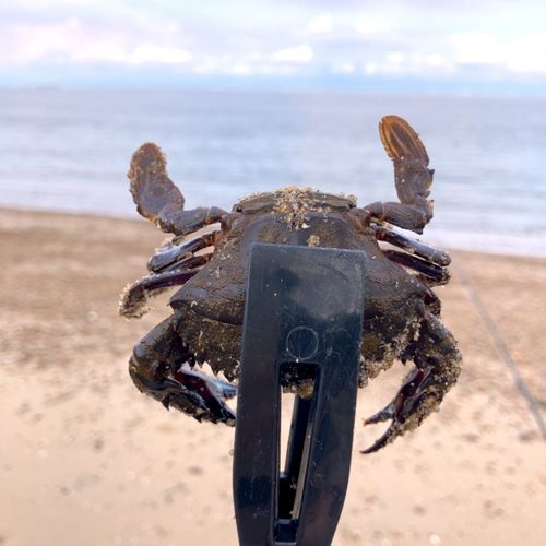 ワタリガニの釣果