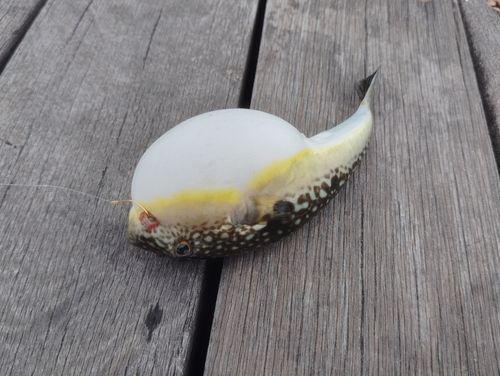 フグの釣果