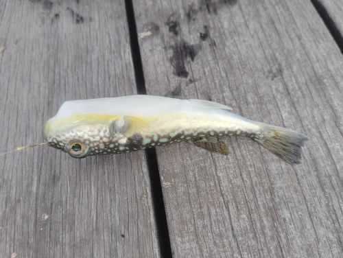 フグの釣果