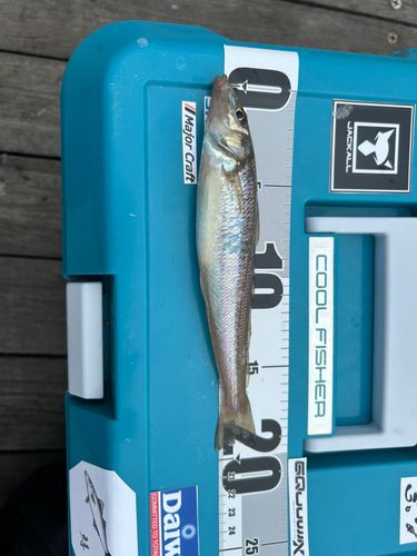 キスの釣果