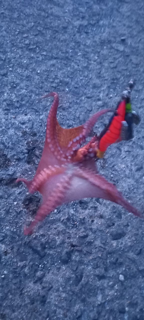 マダコ
