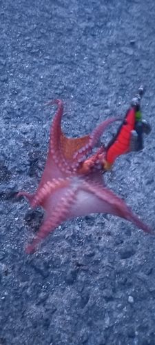 マダコの釣果