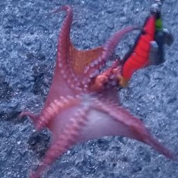 マダコ
