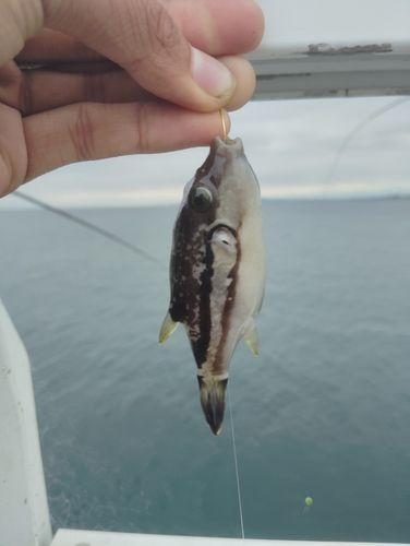 キタマクラの釣果