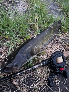 ナマズの釣果
