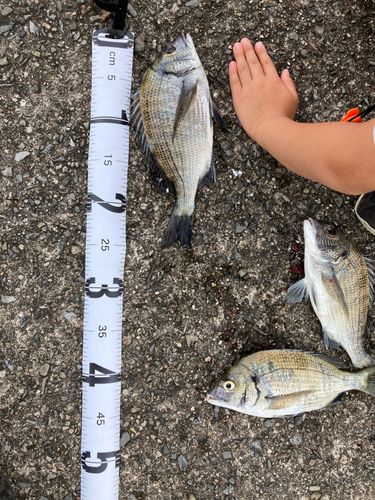 チヌの釣果