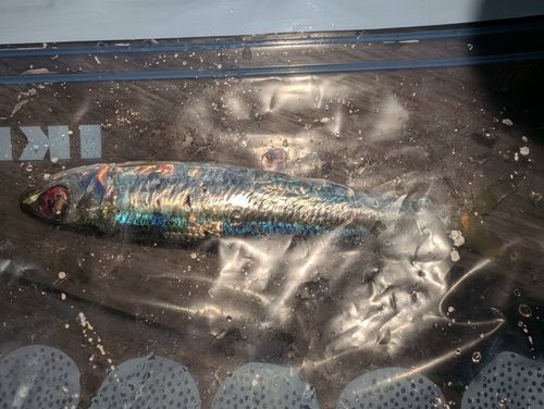 ウルメイワシの釣果