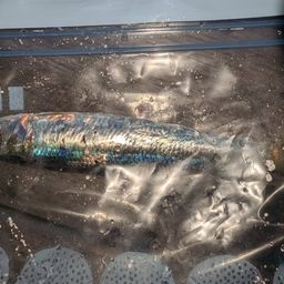 ウルメイワシ
