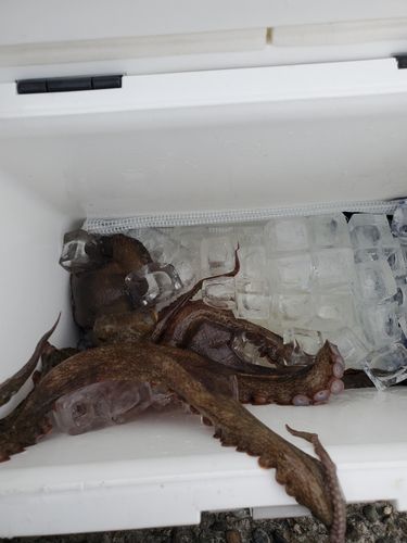 マダコの釣果