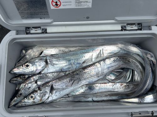 タチウオの釣果