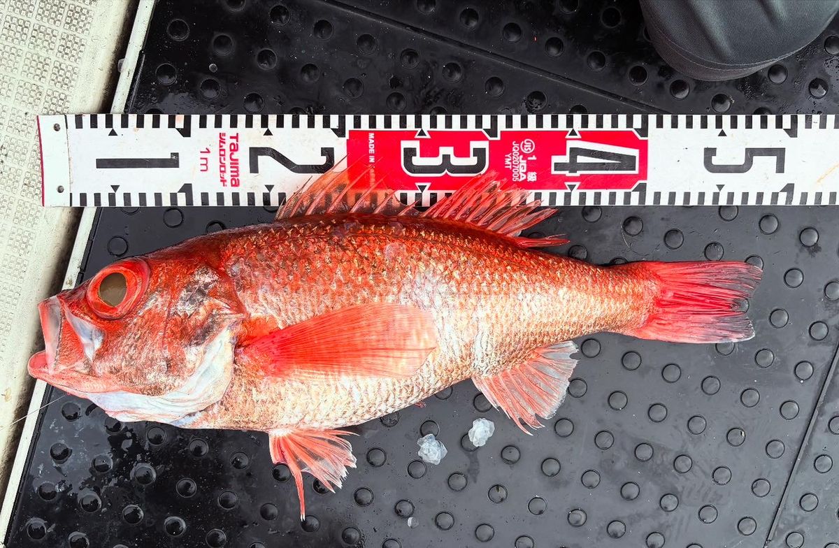 たけちゃんまる　船長さんの釣果 1枚目の画像