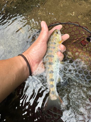 アマゴの釣果