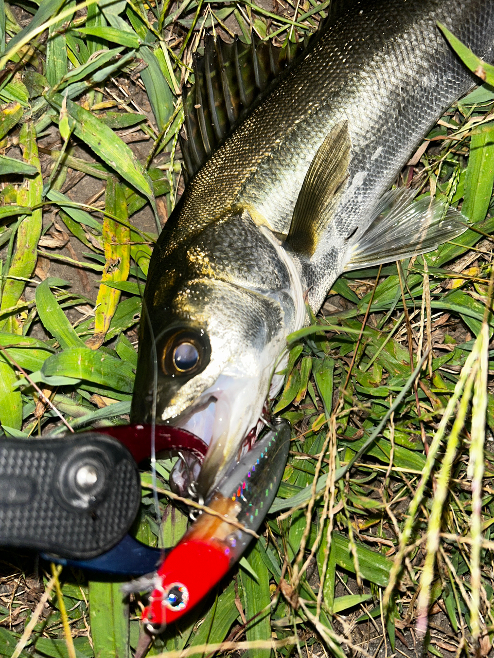 DAIWA 21モアザン ブランジーノ EX AGS 94MLの最安値・インプレ
