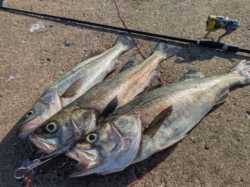シーバスの釣果