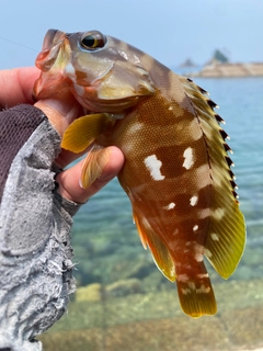 アカハタの釣果