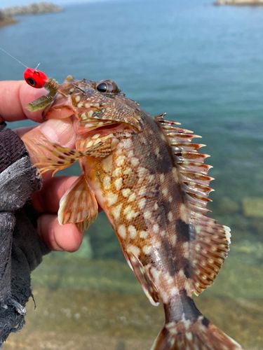 カサゴの釣果