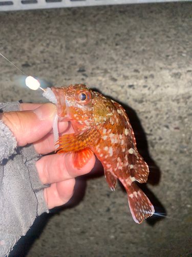 カサゴの釣果