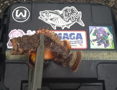 サツマカサゴの釣果