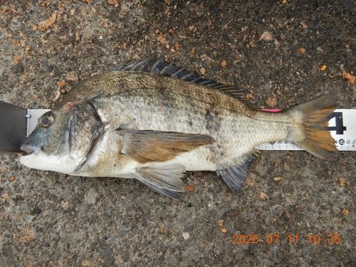 クロダイの釣果