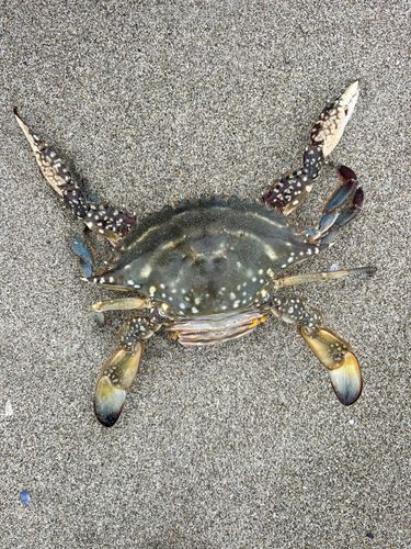 ワタリガニの釣果