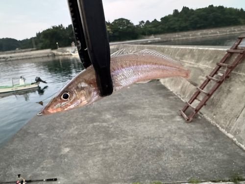 キスの釣果