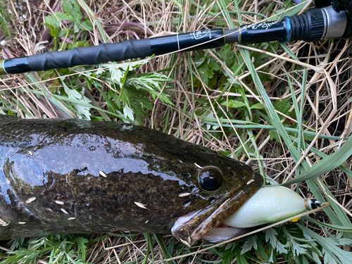 ライギョの釣果