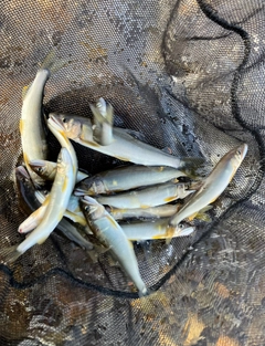 アユの釣果
