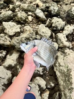 ミナミクロダイの釣果