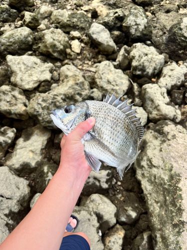 ミナミクロダイの釣果